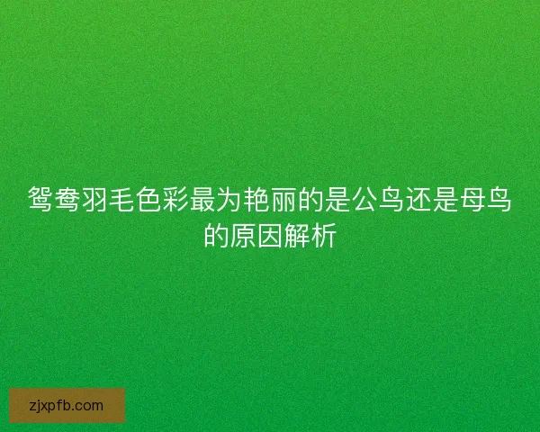 鸳鸯羽毛色彩最为艳丽的是公鸟还是母鸟的原因解析